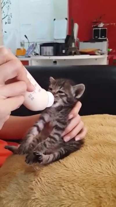 Extra small hungry angry cat ?