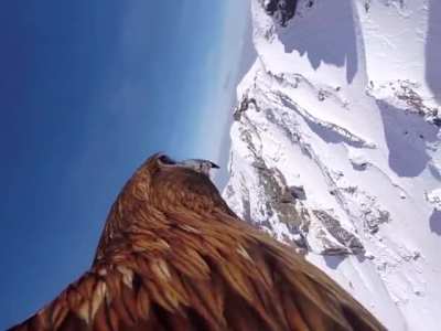 ? "Bird's-Eye View": Eagle with a GoPro soars over the Massif Central mountains in France