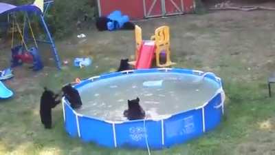 ? A family of black bears partying in someone’s backyard ?