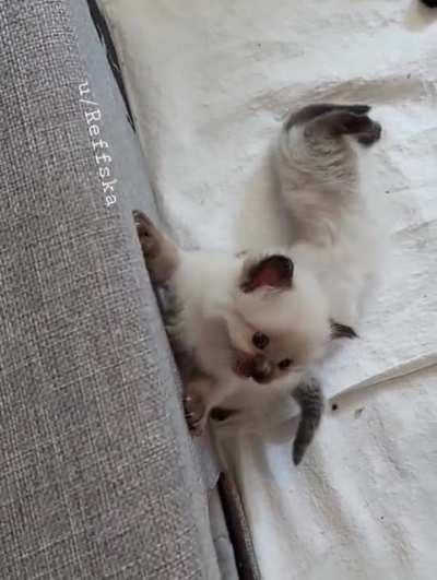 Set me free! I'm innocent! ?