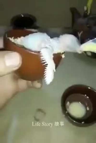 This guy saved the life of a parrot who’s mother passed away and took care of it