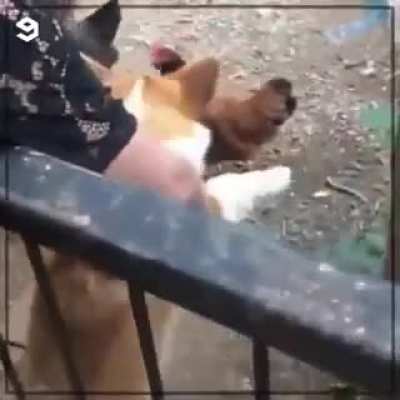 Doggo karma