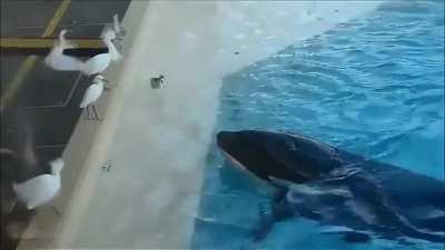 ? Killer whale uses a fish to go birding