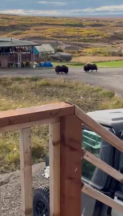 ? These two muskoxen headbutting in the street