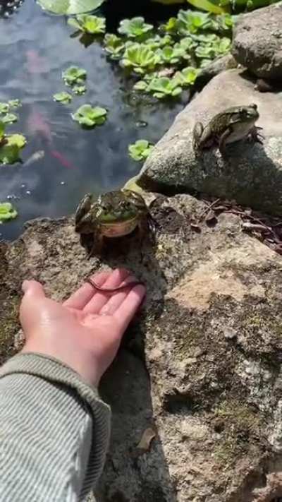Feeding a cute frog?