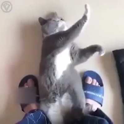 When your cat practices Tai Chi ... ???