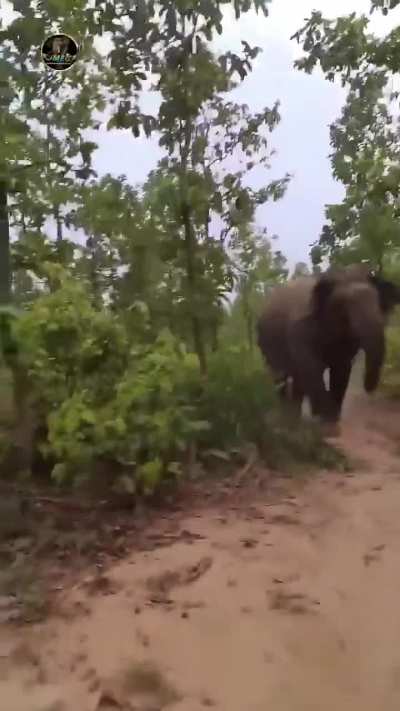 Indian Tourist Disturbing Wild Elephant