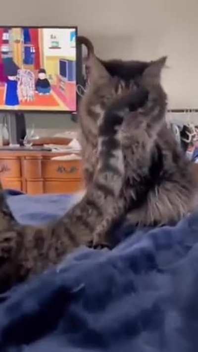 A kangaroo, not a cat ?