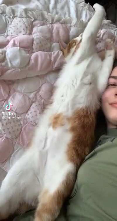 kitty understood the assignment
