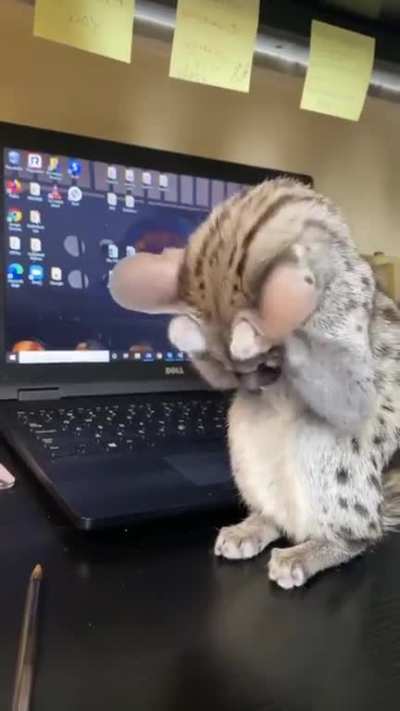 Genet looks like, it is connected to every mammal family.