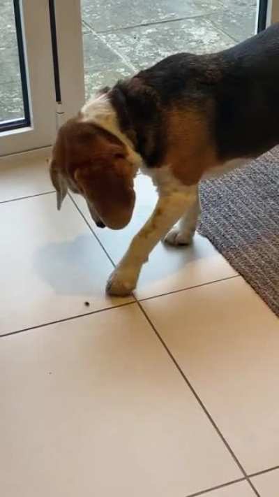 When you’re a hunting dog that wouldn’t hurt a fly (oc)