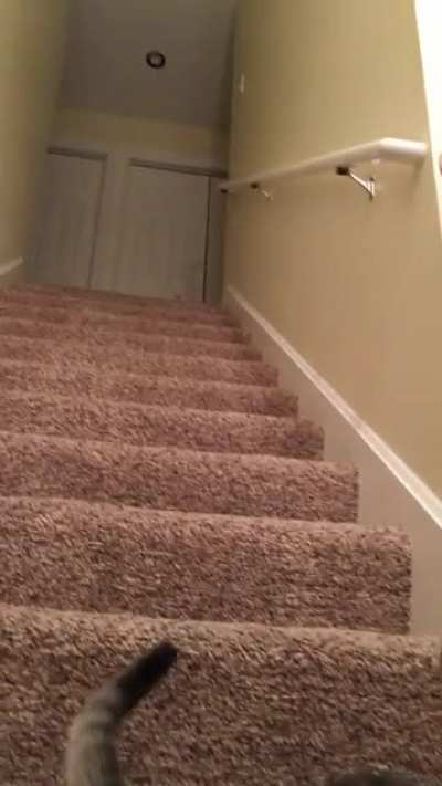 Just Playing Fetch