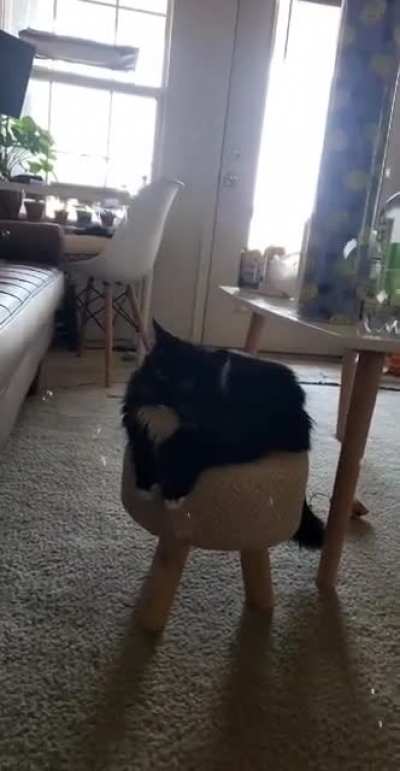 She said ~boing~