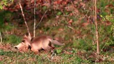 Baby Foxes Wrestling ?