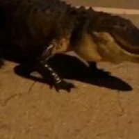 Why you hissing tho ?!