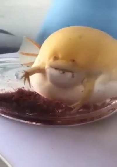 What kind of strange frog is this ???