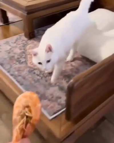 There're two types of cats.???