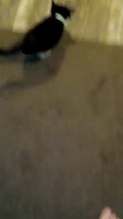Kitchen rug makes scary noises ?