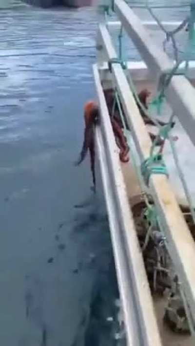 ?The Great Escape?; Octopuses are very intelligent and are able to squeeze through tiny holes, as the only part of their body that’s hard is their beak