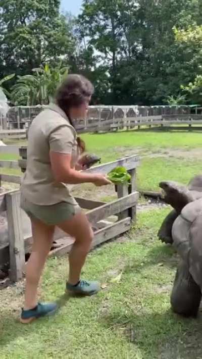 ? Giant Tortoise endemic to Aldabra Atoll in Indian Ocean