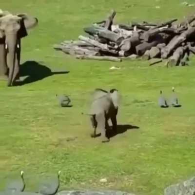 ? Baby elephant learning to protect momma elephant by chasing off birds ?