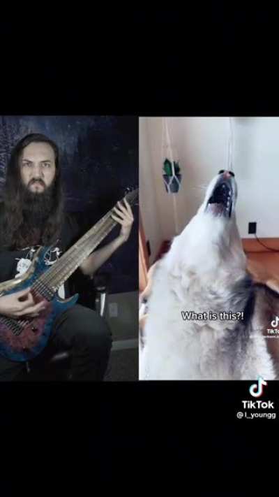 Husky tantrum
