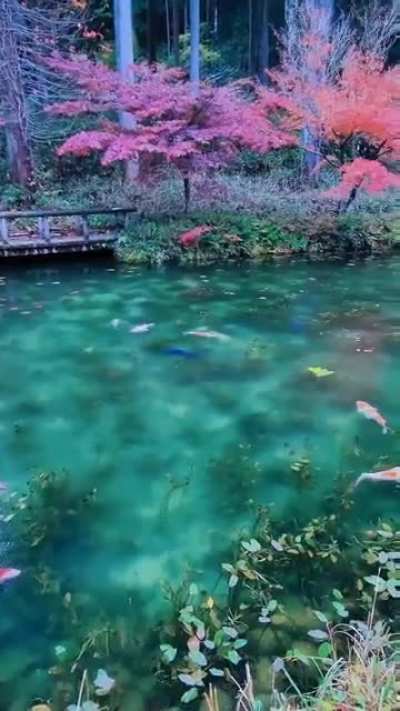 ? A koi pond in Japan ?