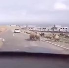 Ram