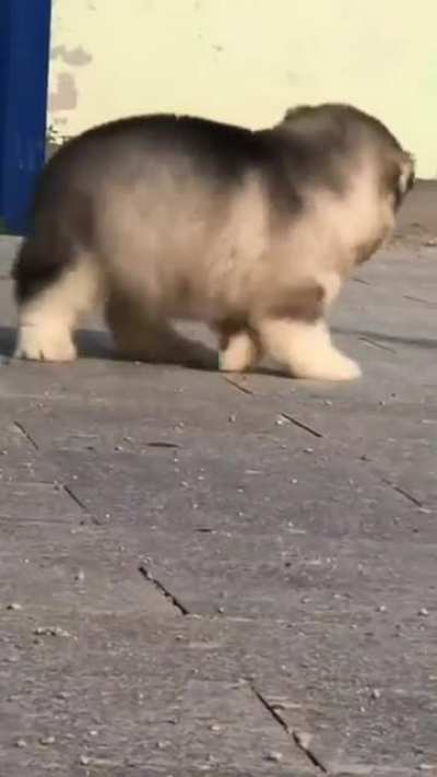 Fur baby on a roll!
