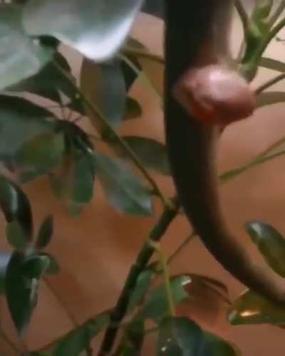 ? This is how a chameleon gives birth. Doesn't take long for the young chameleon to get used to its surroundings.