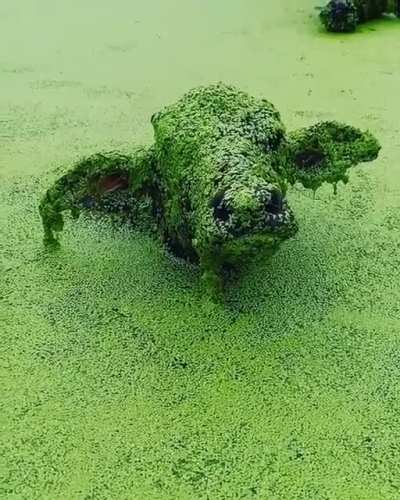 Something in the water