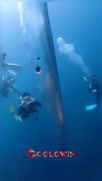 ? Oarfish, the mirror of the sea.