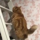Catgaroo