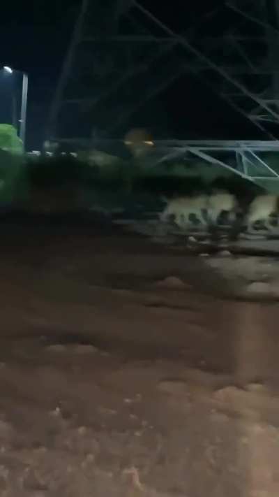 ? Lions roaming the streets in India