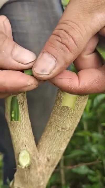 Grafting in less than 60 seconds.