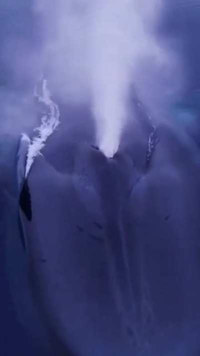 ? Look athe size of this beast
