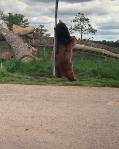 ? This bear scratching its back with a pole
