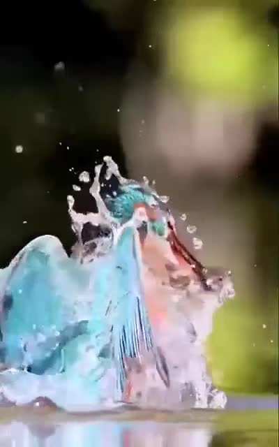 ? A Kingfisher fishing