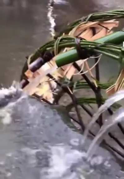 Traditional way of Watering crops