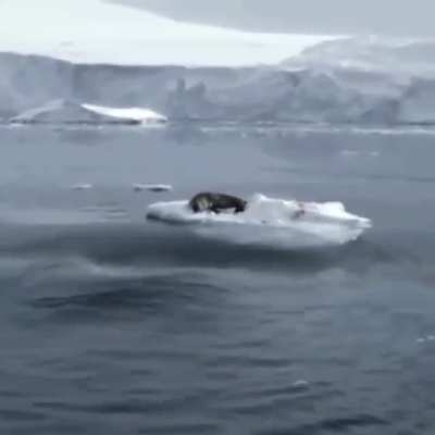? orcas creating a wave to knock the seal off the ice