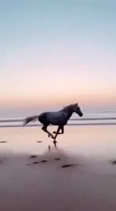 ? Wild Horse Running In The Beach ?