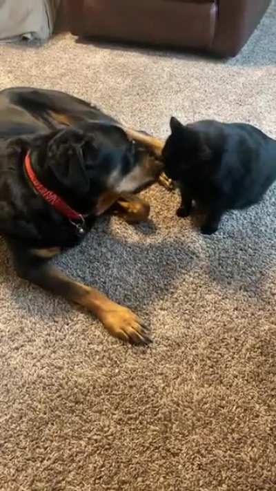 Best buds