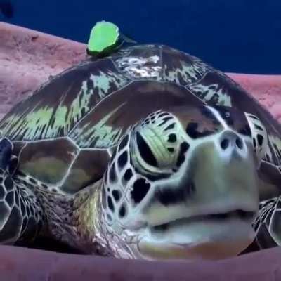 ? Turtle takes rest