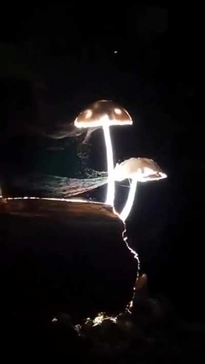 ? mushrooms releasing their spore into the night