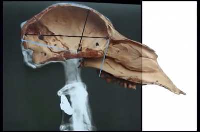 The "ET" corpses were debunked way back in 2021.