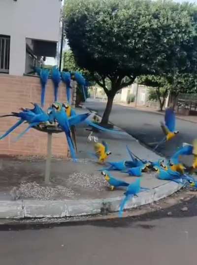 ? Macaws on the street in Brazil