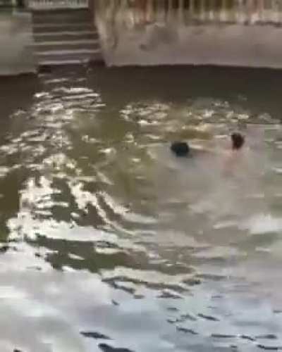 Human pretends to be drowning to see if his doggo would save him