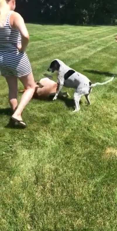 First day my dogs met ?
