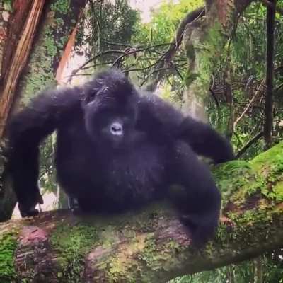 ? This Little Gorilla has the heart of a drummer.