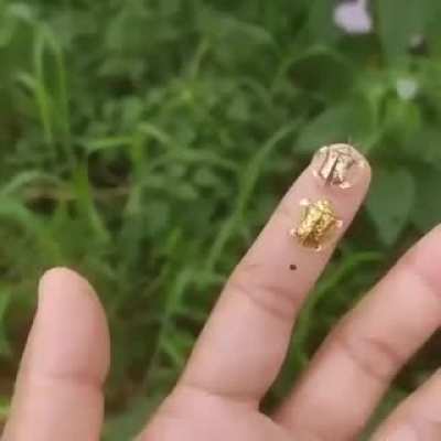 ? Golden Tortoise Beetles